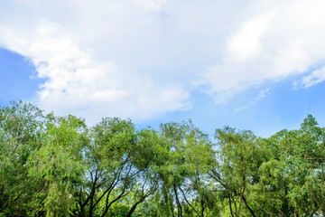 Green field and blue sky