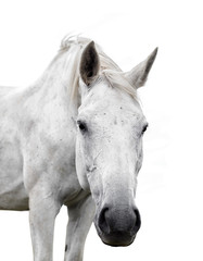 Obraz na płótnie Canvas White horse on white background