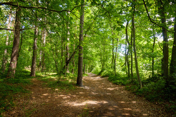 Obraz premium Beautiful pine forest at summer time