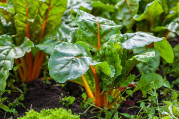 Orange stem chard (Beta vulgaris subsp. Vulgaris) at organic cultivation field