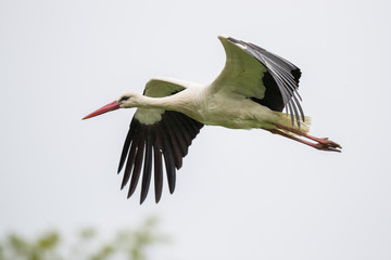 flying stork
