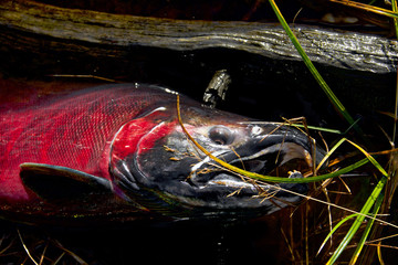 spawning salmon