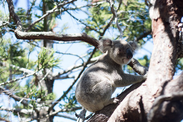 Austalian Koala