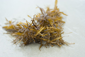 Seaweed