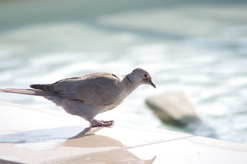 Pigeon à côté d'une fontaine à Saint-Tropez