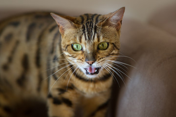 Cat portrait laying on sofa close up