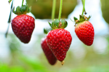 fresh strawberry from cold winter