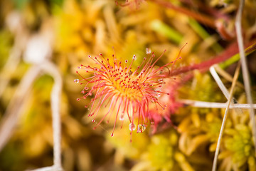 A beautiful round leaved sundew in a marsh after the rain. Shallow depth of field closeup macro photo.