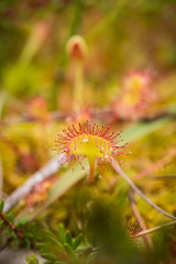 A beautiful round leaved sundew in a marsh after the rain. Shallow depth of field closeup macro photo.