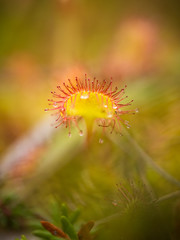 A beautiful round leaved sundew in a marsh after the rain. Shallow depth of field closeup macro photo.