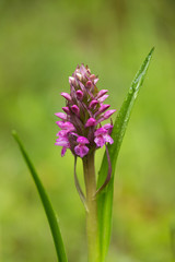 A beautiful rare pink wild orchid blossoming in the summer marsh. Closup macro photo, shallow depth of field.