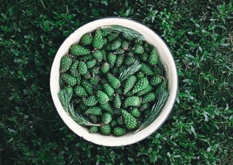 Green pine cones prepared for medical syrup.