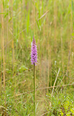 A beautiful rare pink wild orchid blossoming in the summer marsh. Closup macro photo, shallow depth of field.
