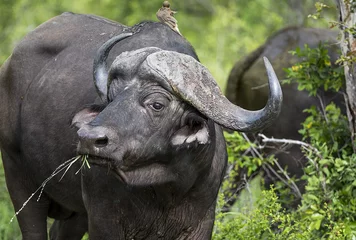 Papier Peint photo autocollant Parc national du Cap Le Grand, Australie occidentale African Buffalo in the Kruger National Park 