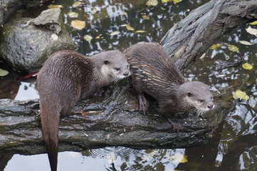 otters chilling