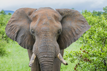 African Elephants in the kruger national park  - obrazy, fototapety, plakaty