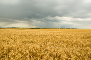 The golden field of wheat, the vast expanses of fields and the sky with rain.
