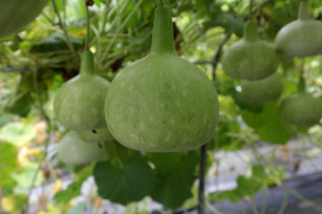 Many Lagenaria siceraria or Cucurbitaceae on tree waiting for harvest to sale. 
