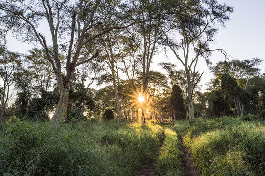 Fever Tree Forest 