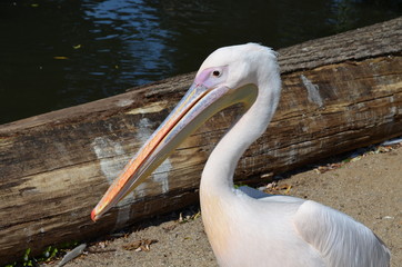 white pelican