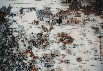 Birch tree bark background.