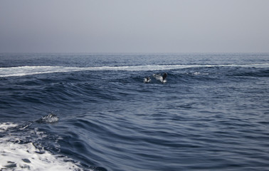 Red Sea Dolphins