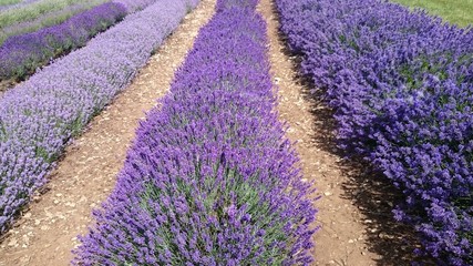 Fototapeta na wymiar Different types of lavender growing in the rows on lavender farm in Cotswolds, The United Kingdom 
