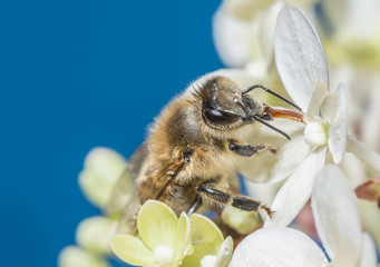 bee (apis mellifera) on a flower close up