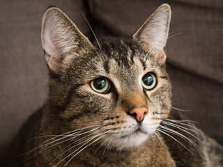 Portrait of a cat at home