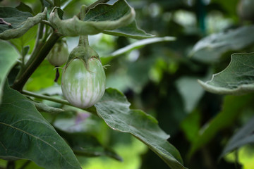 Solanum xanthocarpum Schrad. & Wendl on tree waiting for harvest to sale. Thai Eggplant on the tree.