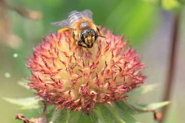 ガイラルディア と ミツバチ