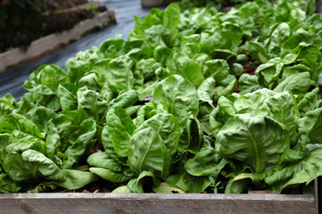 Green lettuce for making salad.