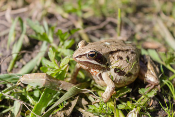 Little frog before giving birth