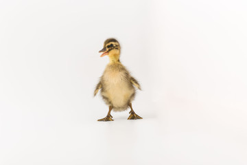 Funny duckling of a wild duck on a white background