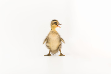 Funny duckling of a wild duck on a white background