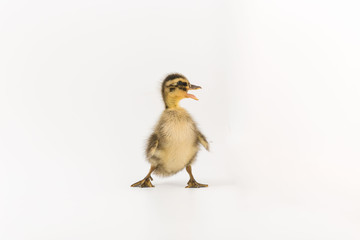 Funny duckling of a wild duck on a white background
