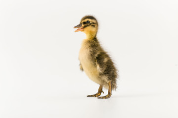 Funny duckling of a wild duck on a white background