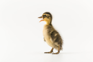 Funny duckling of a wild duck on a white background