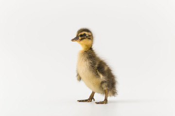 Funny duckling of a wild duck on a white background
