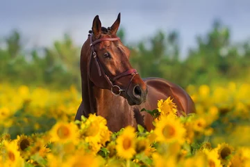 Foto op Plexiglas Paard Bruin paard in hoofdstel in zonnebloemen