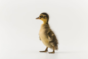 Funny duckling of a wild duck on a white background