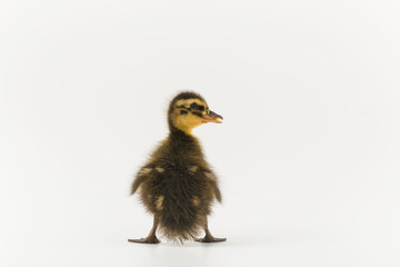 Funny duckling of a wild duck on a white background