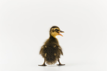 Funny duckling of a wild duck on a white background