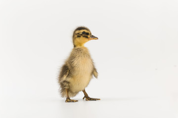 Funny duckling of a wild duck on a white background