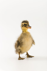 Funny duckling of a wild duck on a white background