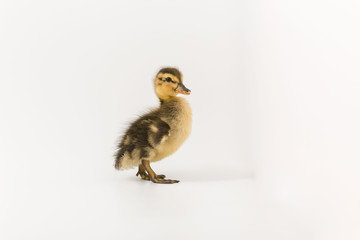 Funny duckling of a wild duck on a white background