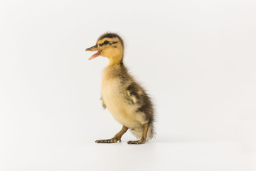 Funny duckling of a wild duck on a white background
