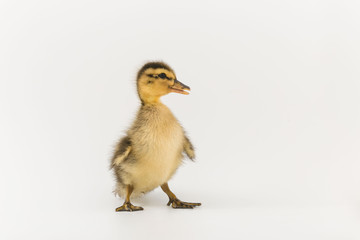Funny duckling of a wild duck on a white background