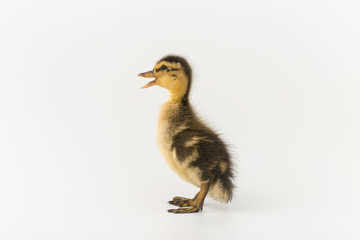 Funny duckling of a wild duck on a white background