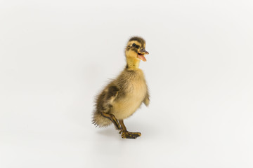 Funny duckling of a wild duck on a white background